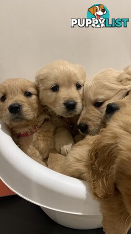 Purebred Golden retriever puppies available for new home