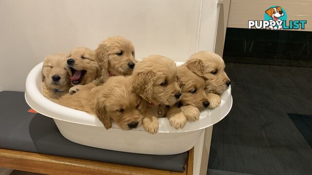 Purebred Golden retriever puppies available for new home