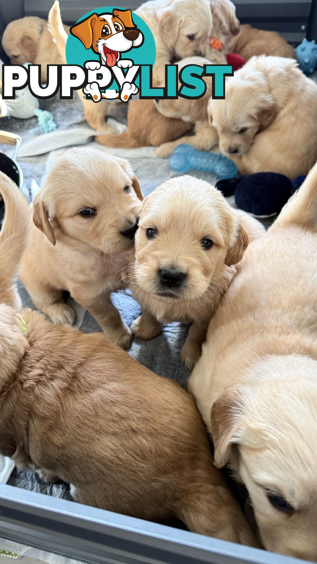 Purebred Golden retriever puppies available for new home