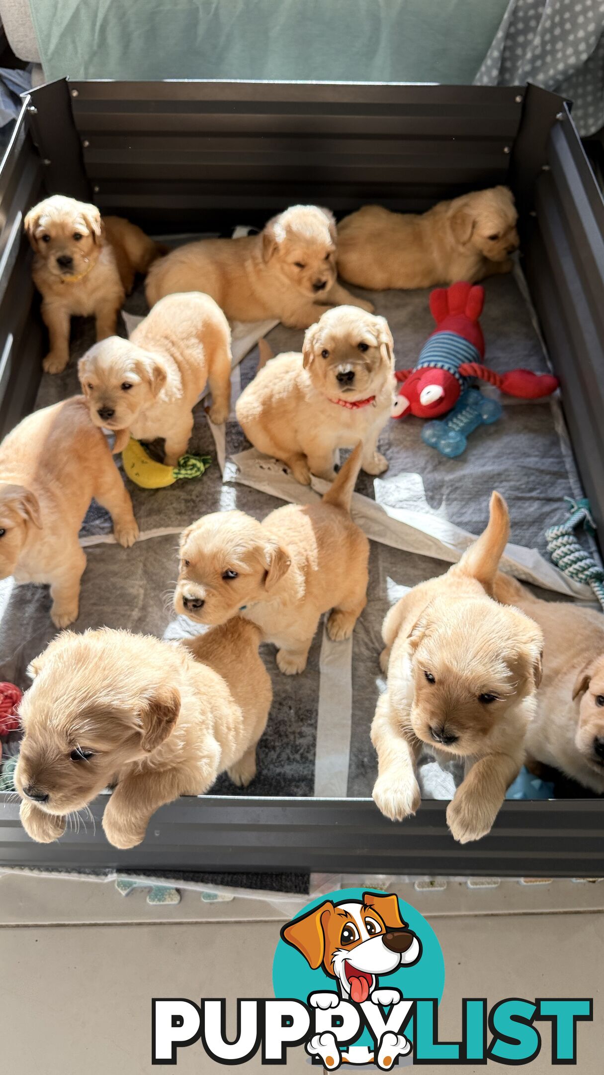 Purebred Golden retriever puppies available for new home