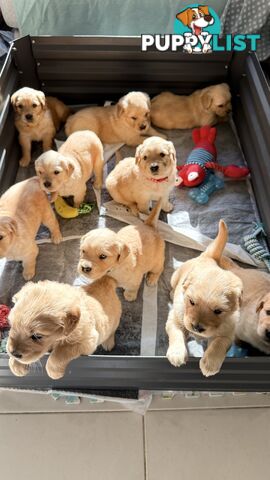 Purebred Golden retriever puppies available for new home