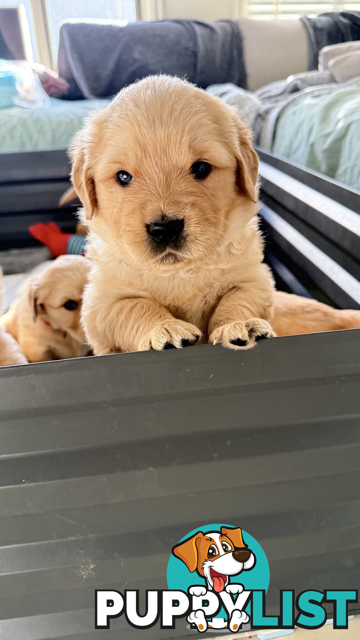 Purebred Golden retriever puppies available for new home