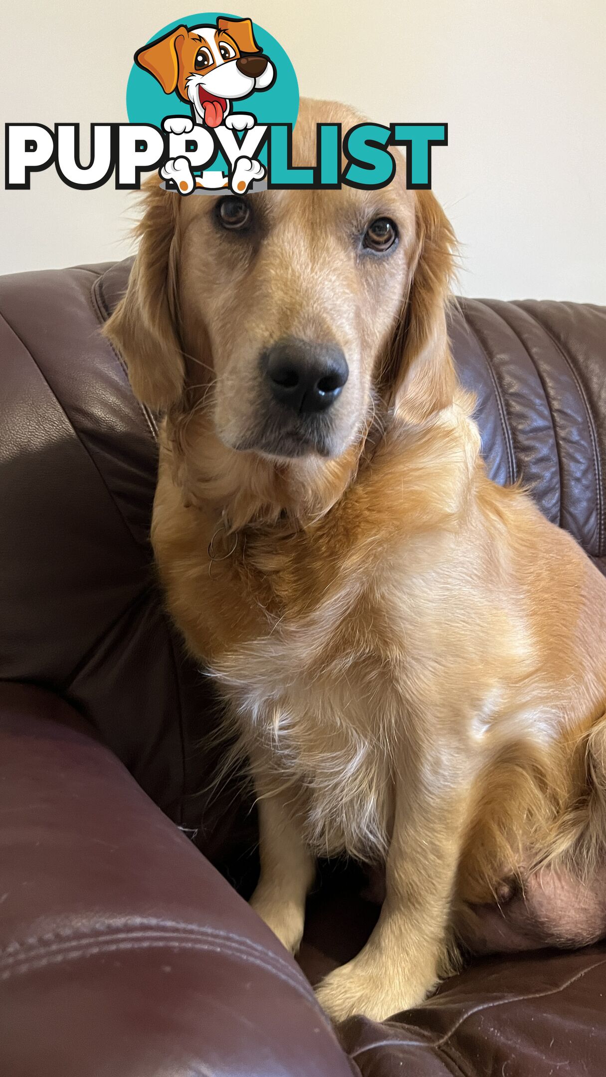 Purebred Golden retriever puppies available for new home