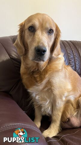 Purebred Golden retriever puppies available for new home