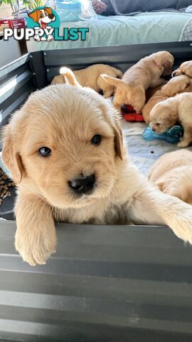 Purebred Golden retriever puppies available for new home