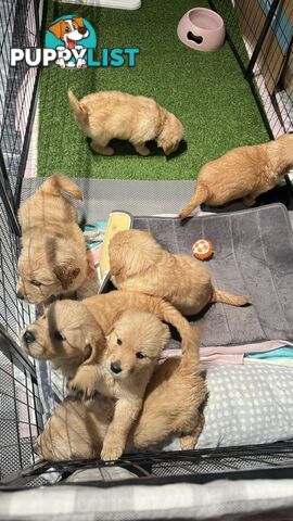 Purebred Golden retriever puppies available for new home