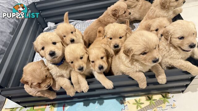 Purebred Golden retriever puppies available for new home