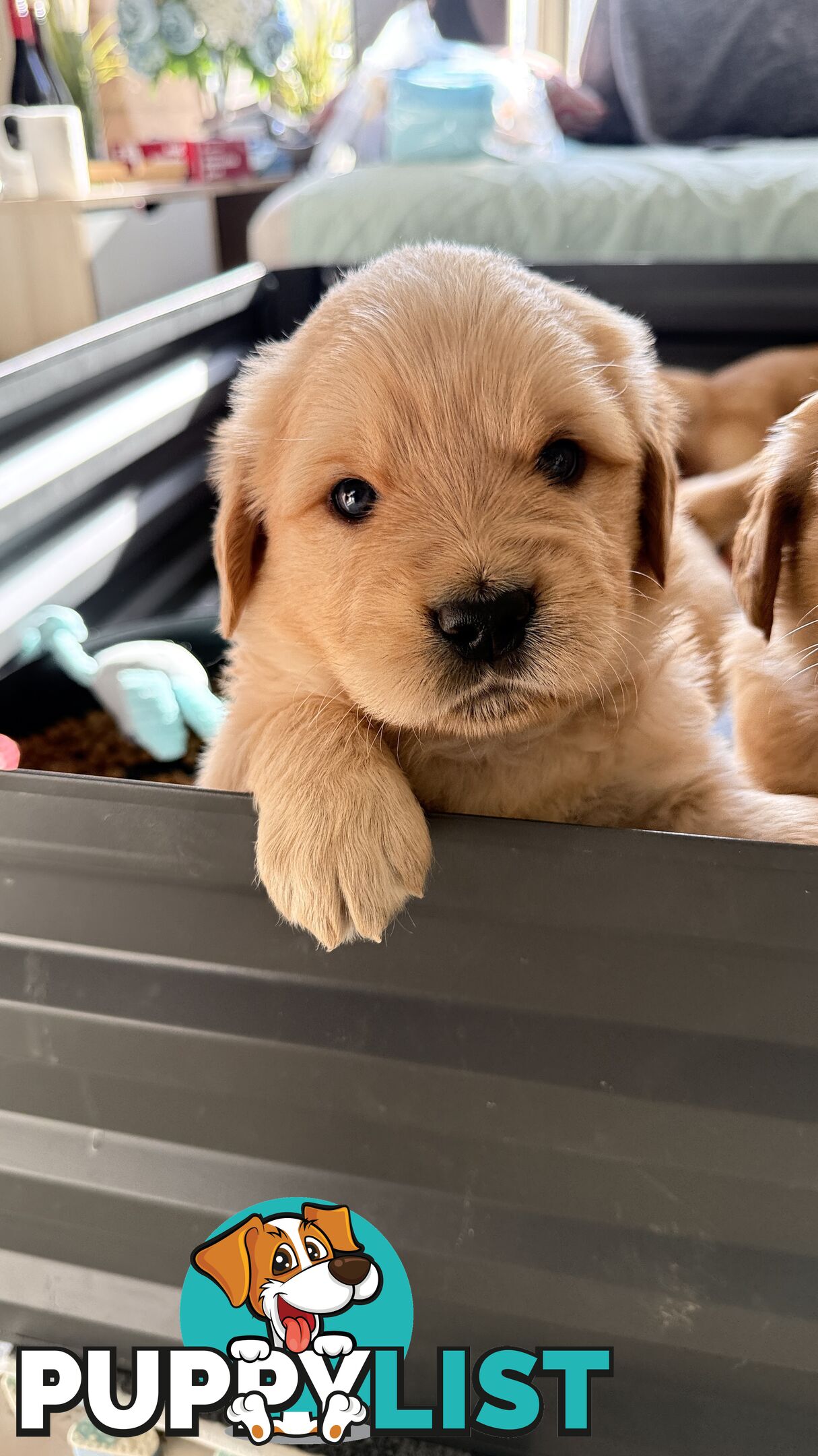 Purebred Golden retriever puppies available for new home