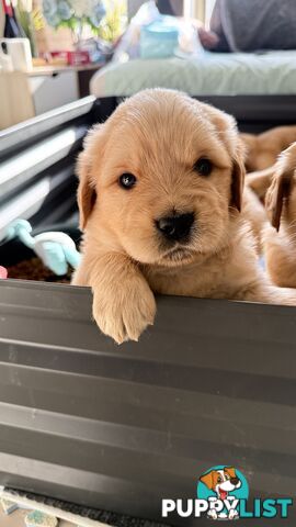 Purebred Golden retriever puppies available for new home