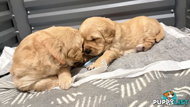 Adorable purebred golden retriever puppies looking for new forever home