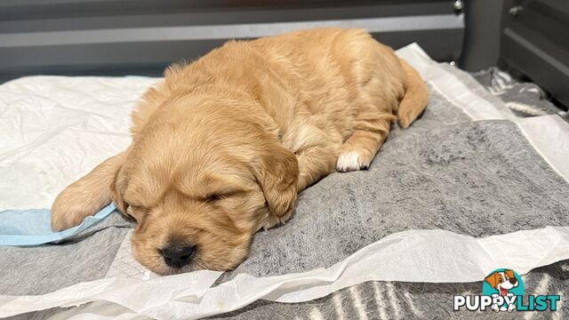 Adorable purebred golden retriever puppies looking for new forever home