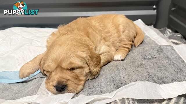 Adorable purebred golden retriever puppies looking for new forever home