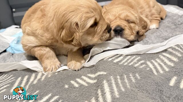 Adorable purebred golden retriever puppies looking for new forever home