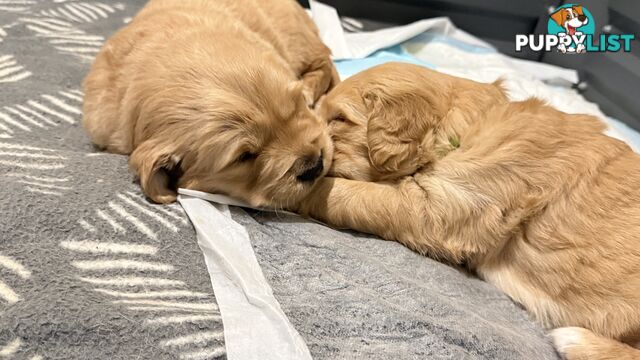 Adorable purebred golden retriever puppies looking for new forever home