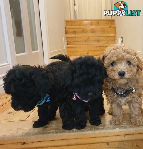 Meet Our 3 Gorgeous Female Puppies!