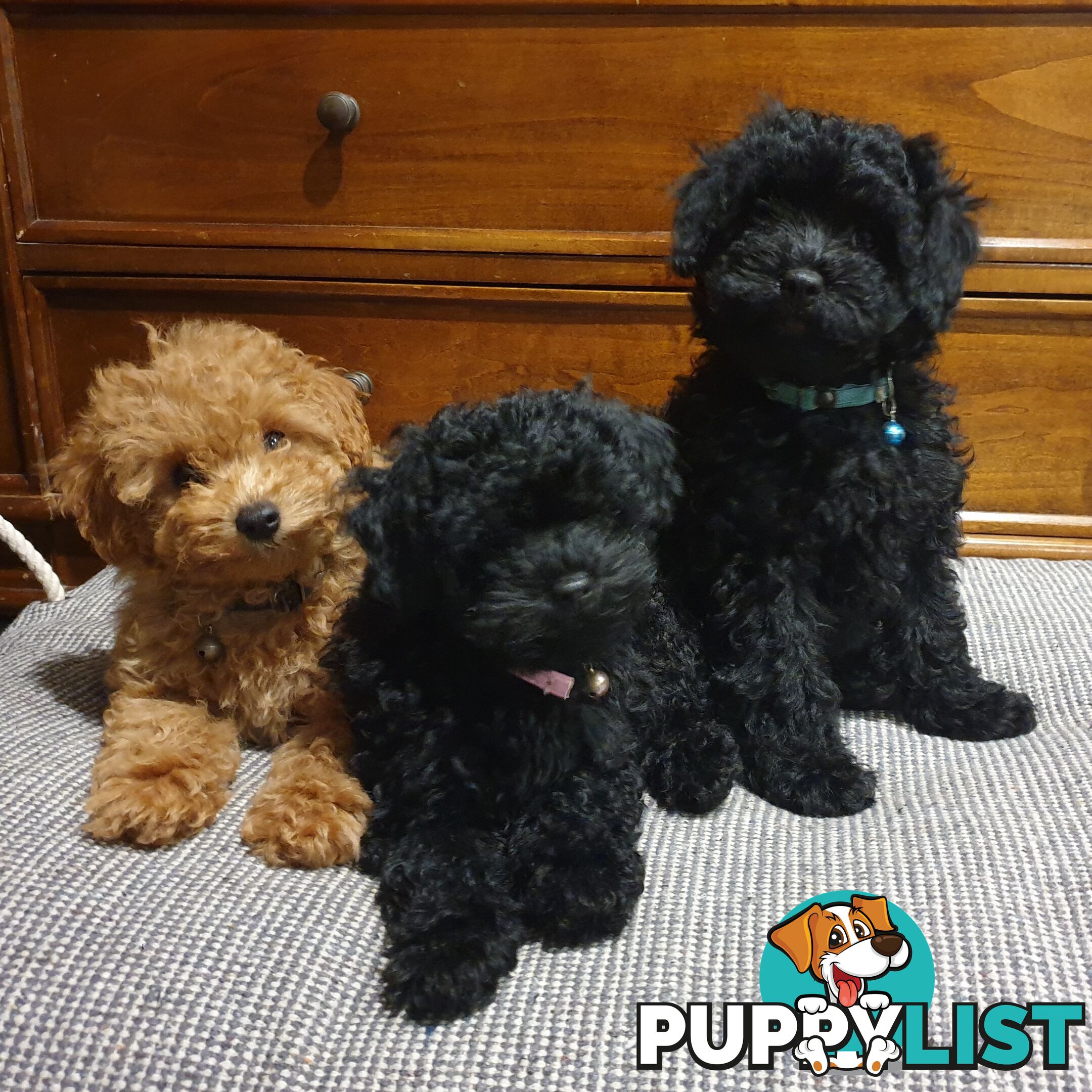 Meet Our 3 Gorgeous Female Puppies!