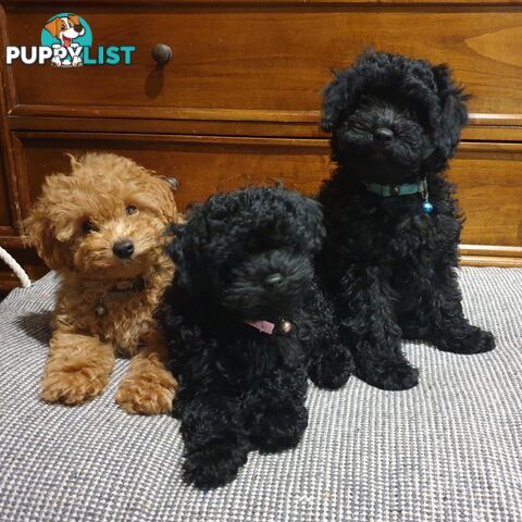 Meet Our 3 Gorgeous Female Puppies!