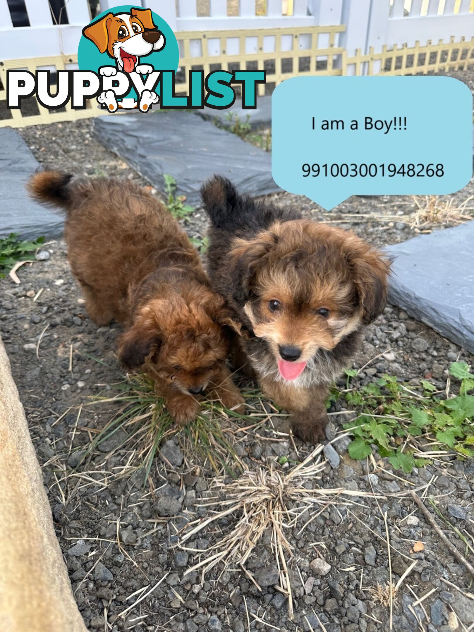 Pomeranian Puppy For Sale in Greater Sydney