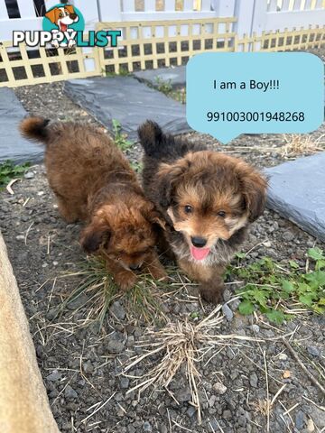 Pomeranian Puppy For Sale in Greater Sydney