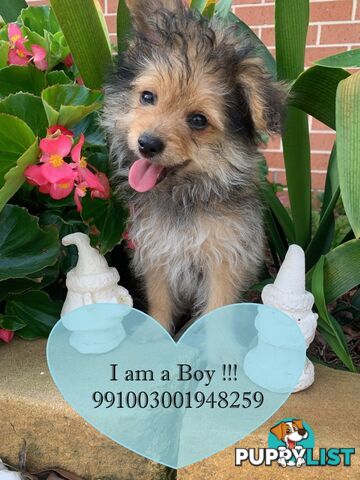 SALE!!! NEEDS TO GO FAST!!! Pomeranian Puppy For Sale in Greater Sydney