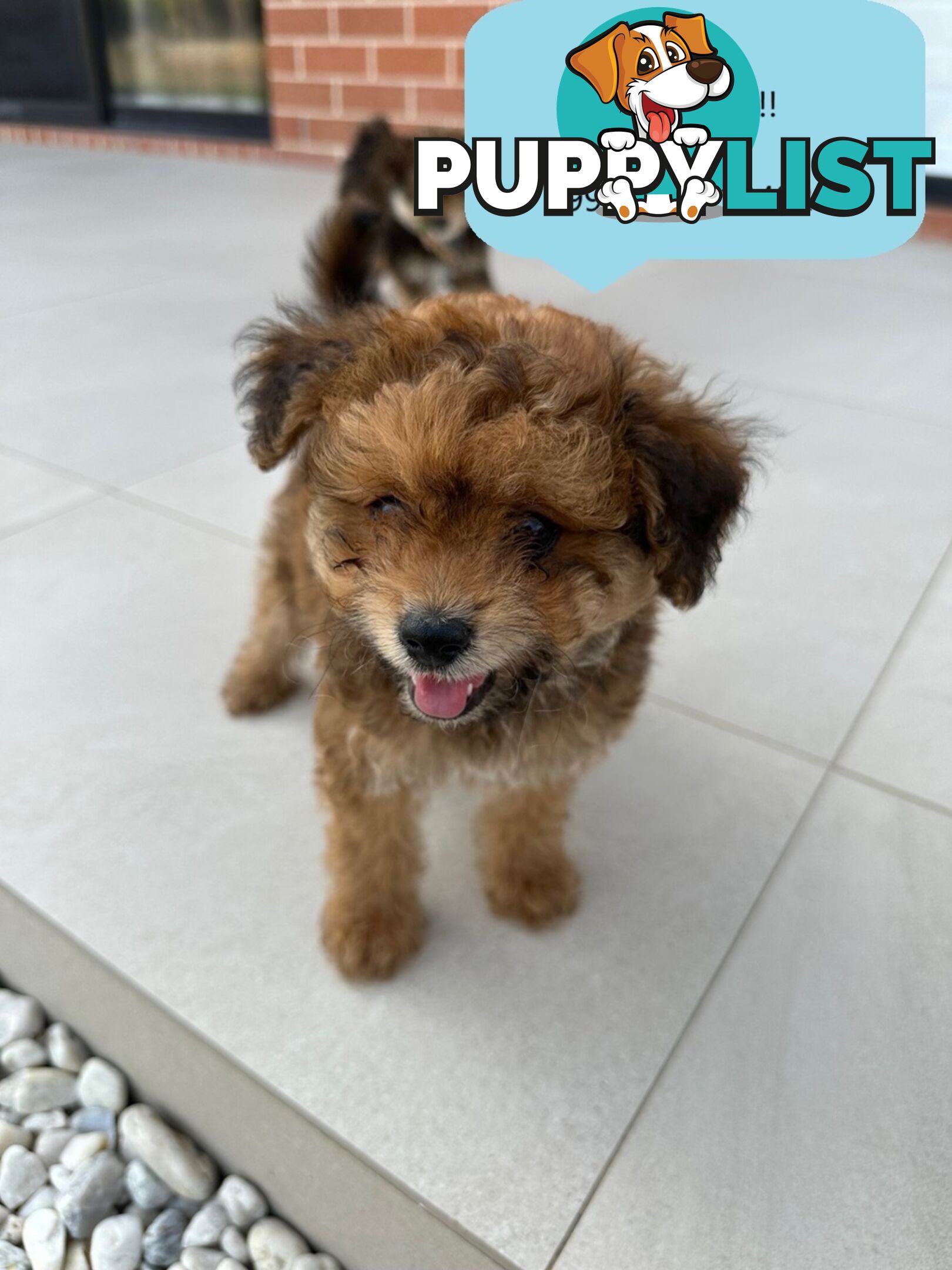 Pomeranian Puppy For Sale in Greater Sydney