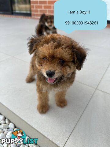 Pomeranian Puppy For Sale in Greater Sydney