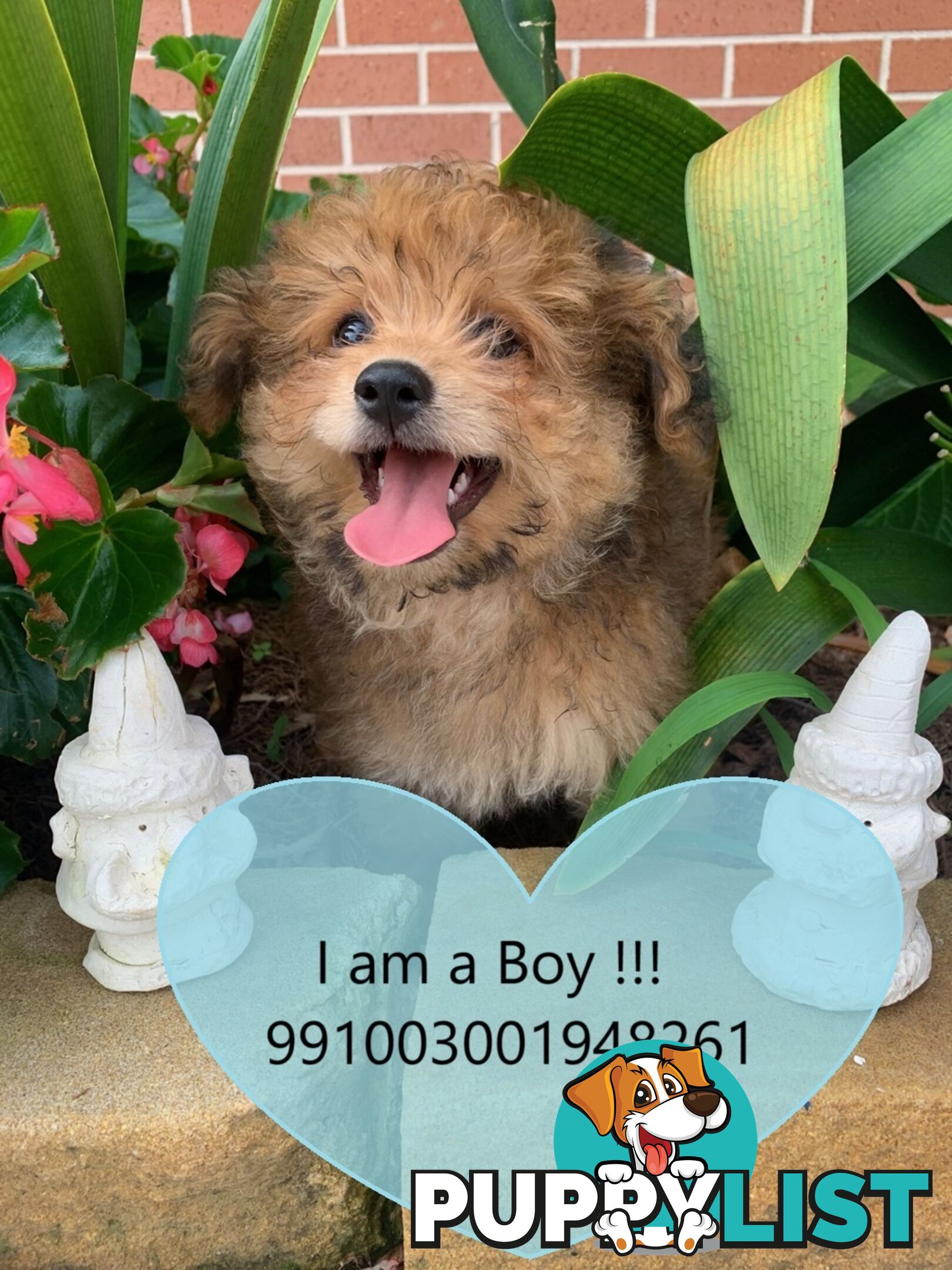 SALE!!! NEEDS TO GO FAST!!! Pomeranian Puppy For Sale in Greater Sydney