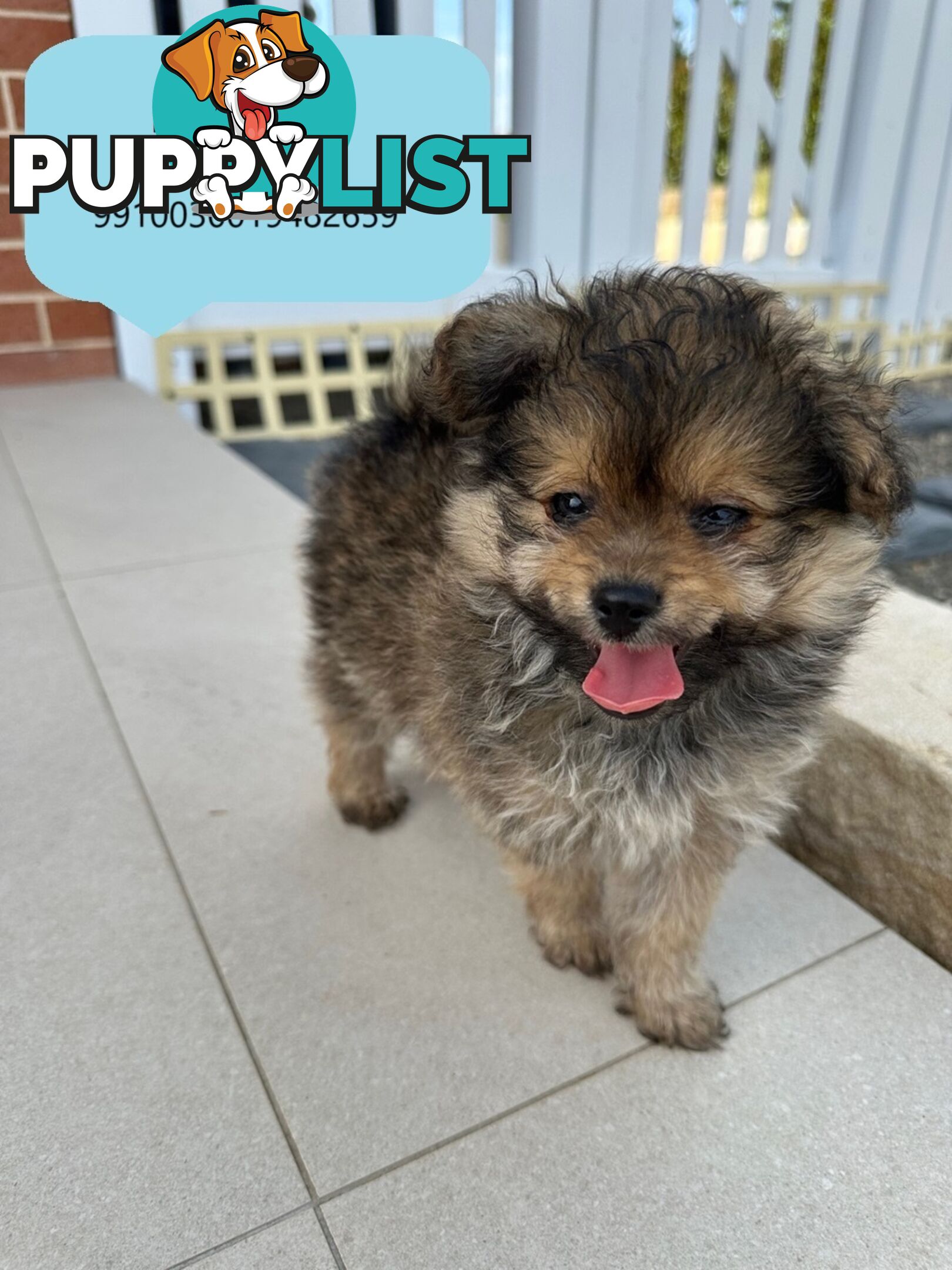 Pomeranian Puppy For Sale in Greater Sydney