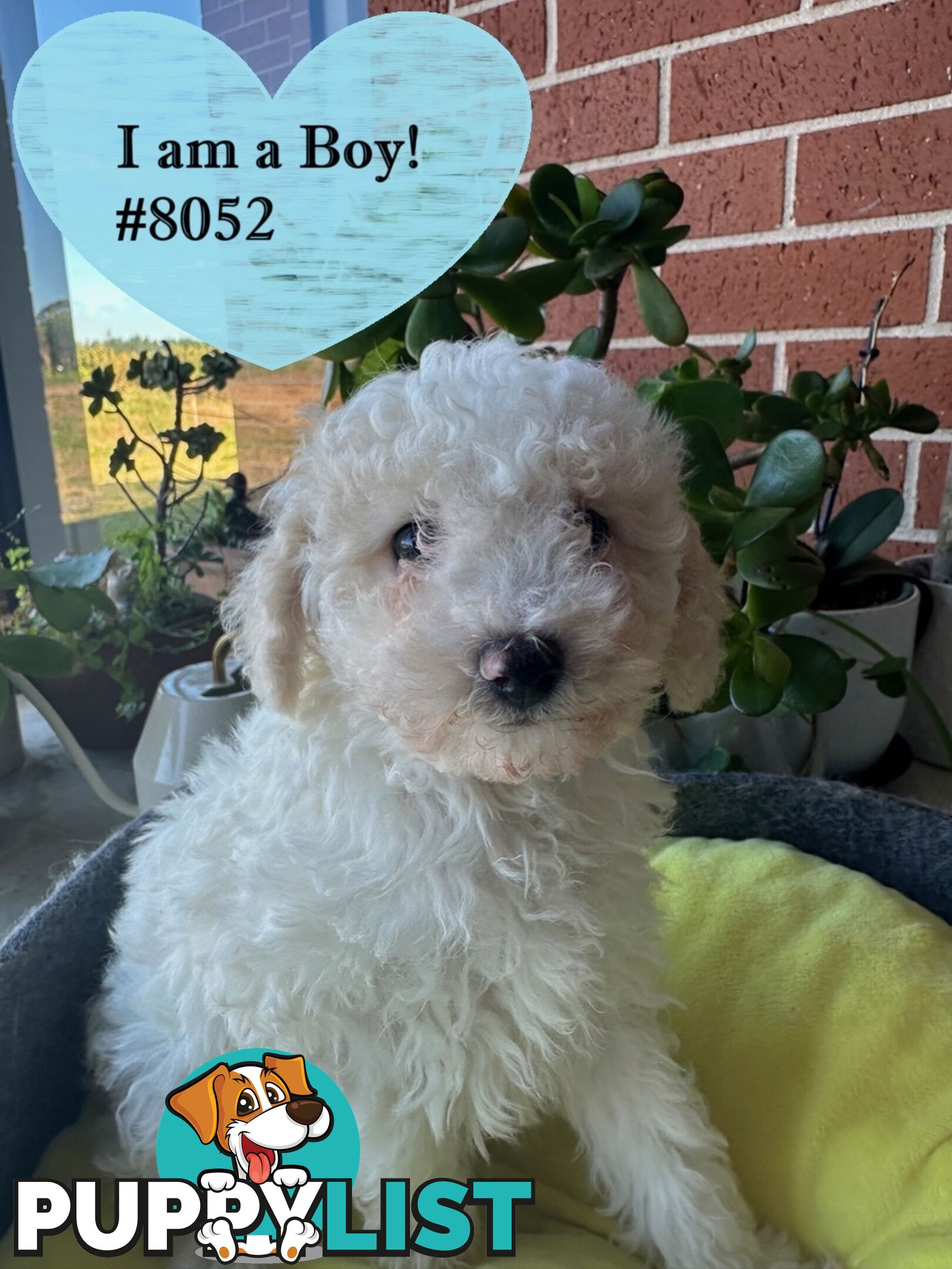 Poodle x Bichoodle (Bichon x Poodle)