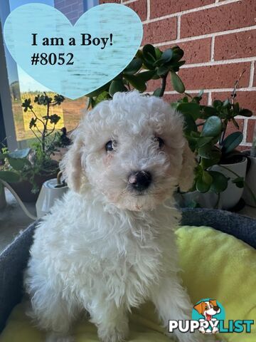 Poodle x Bichoodle (Bichon x Poodle)