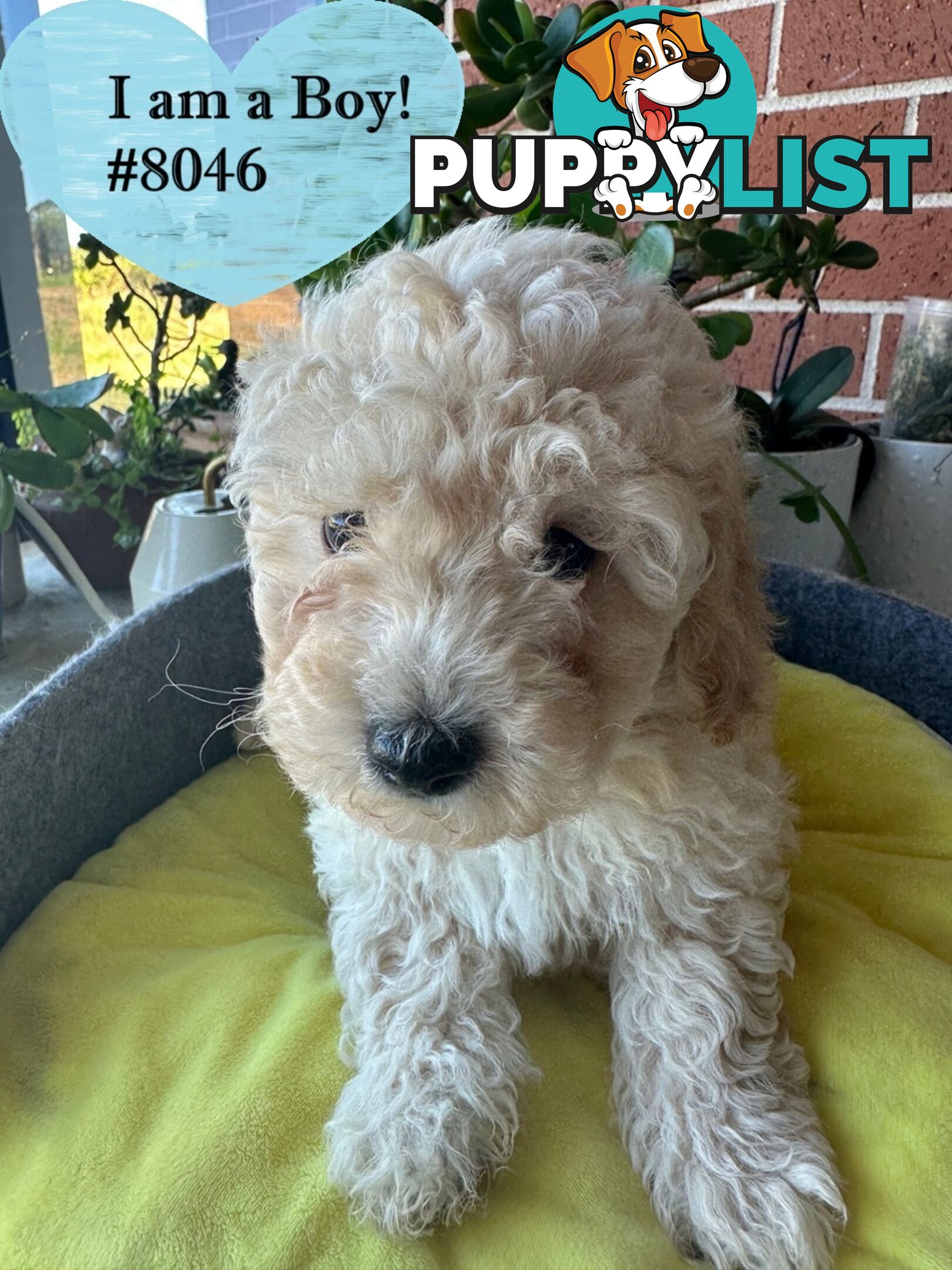 Poodle x Bichoodle (Bichon x Poodle)