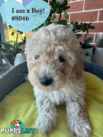Poodle x Bichoodle (Bichon x Poodle)