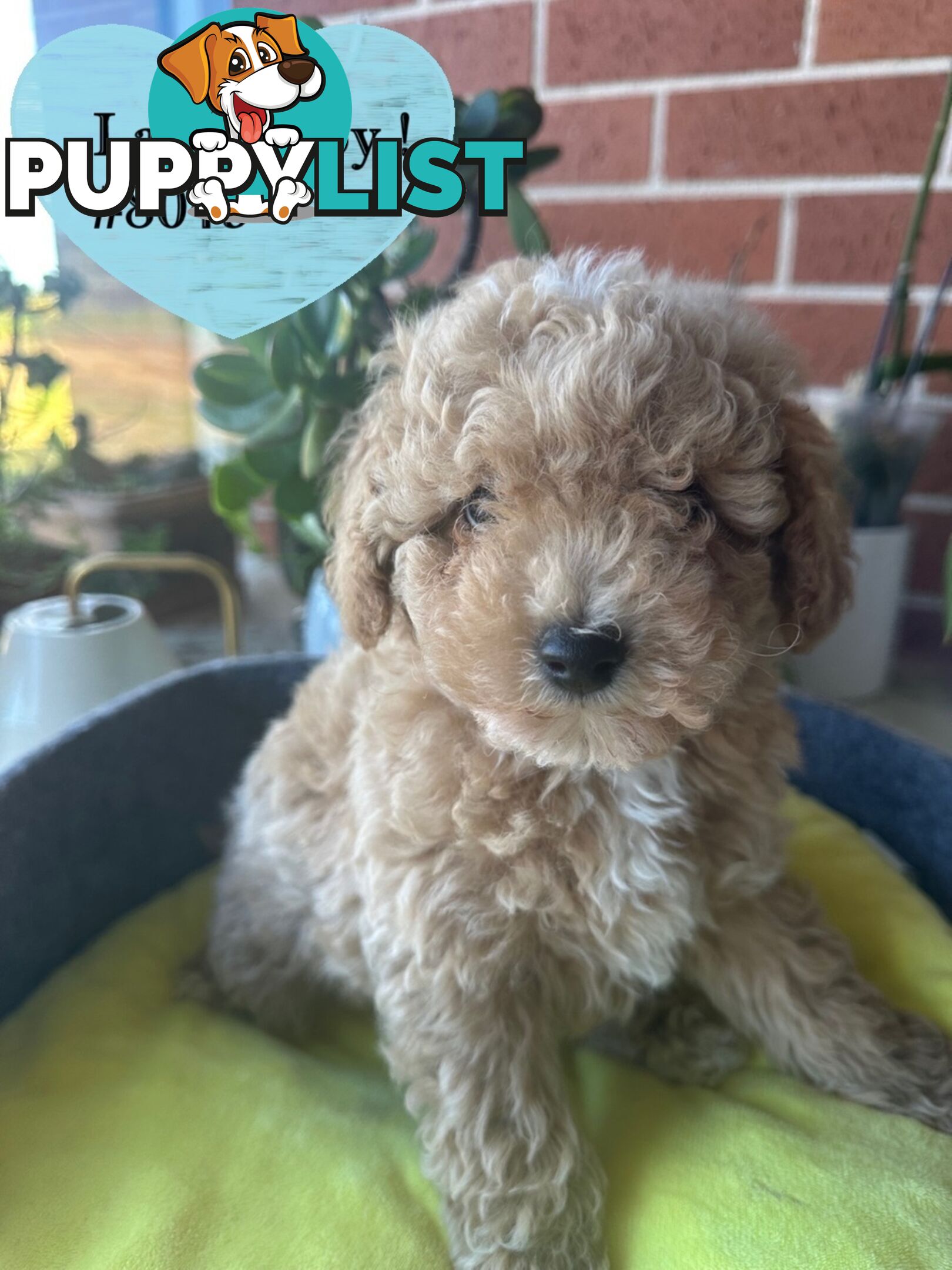 Poodle x Bichoodle (Bichon x Poodle)