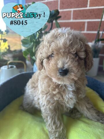 Poodle x Bichoodle (Bichon x Poodle)