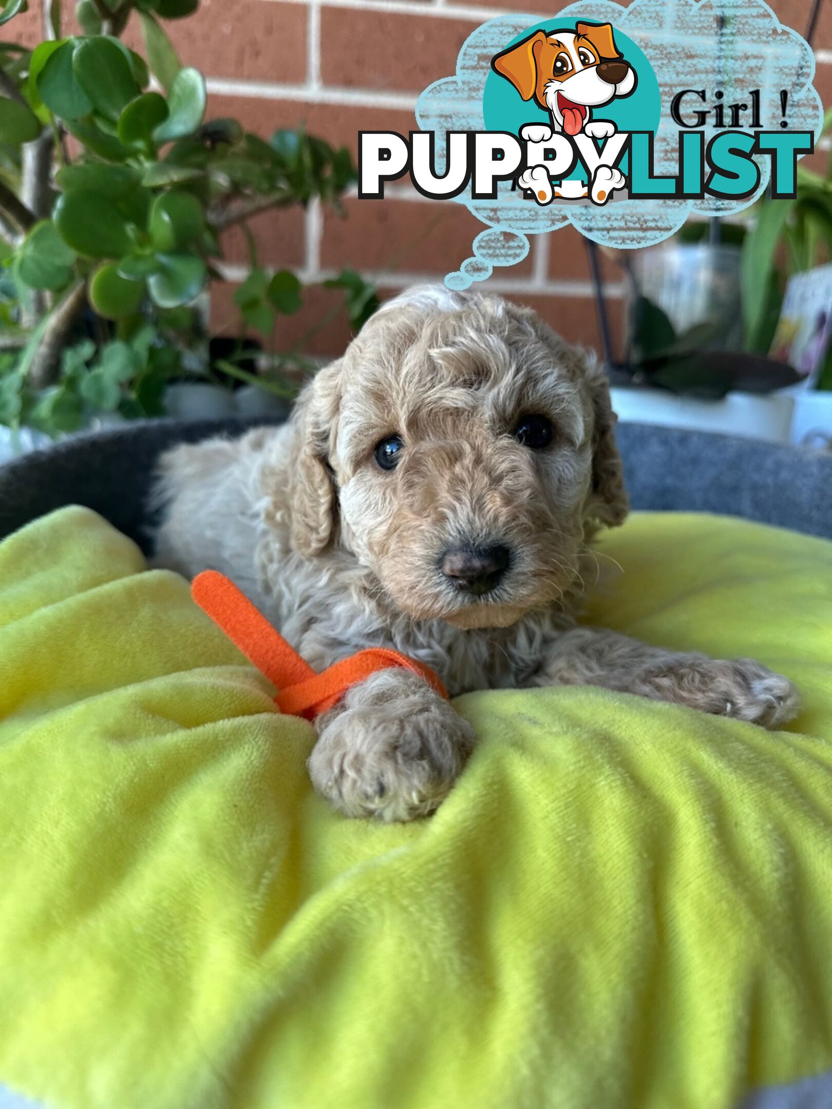Poodle x Bichoodle (Bichon x Poodle)