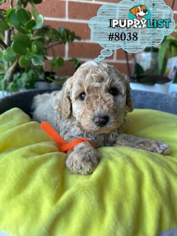Poodle x Bichoodle (Bichon x Poodle)