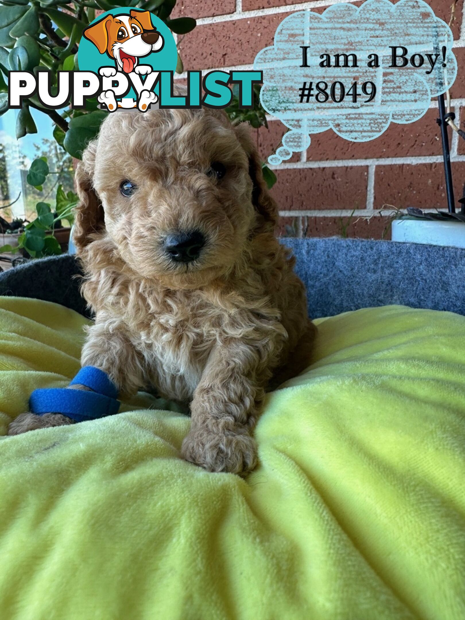 Poodle x Bichoodle (Bichon x Poodle)