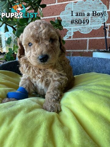 Poodle x Bichoodle (Bichon x Poodle)