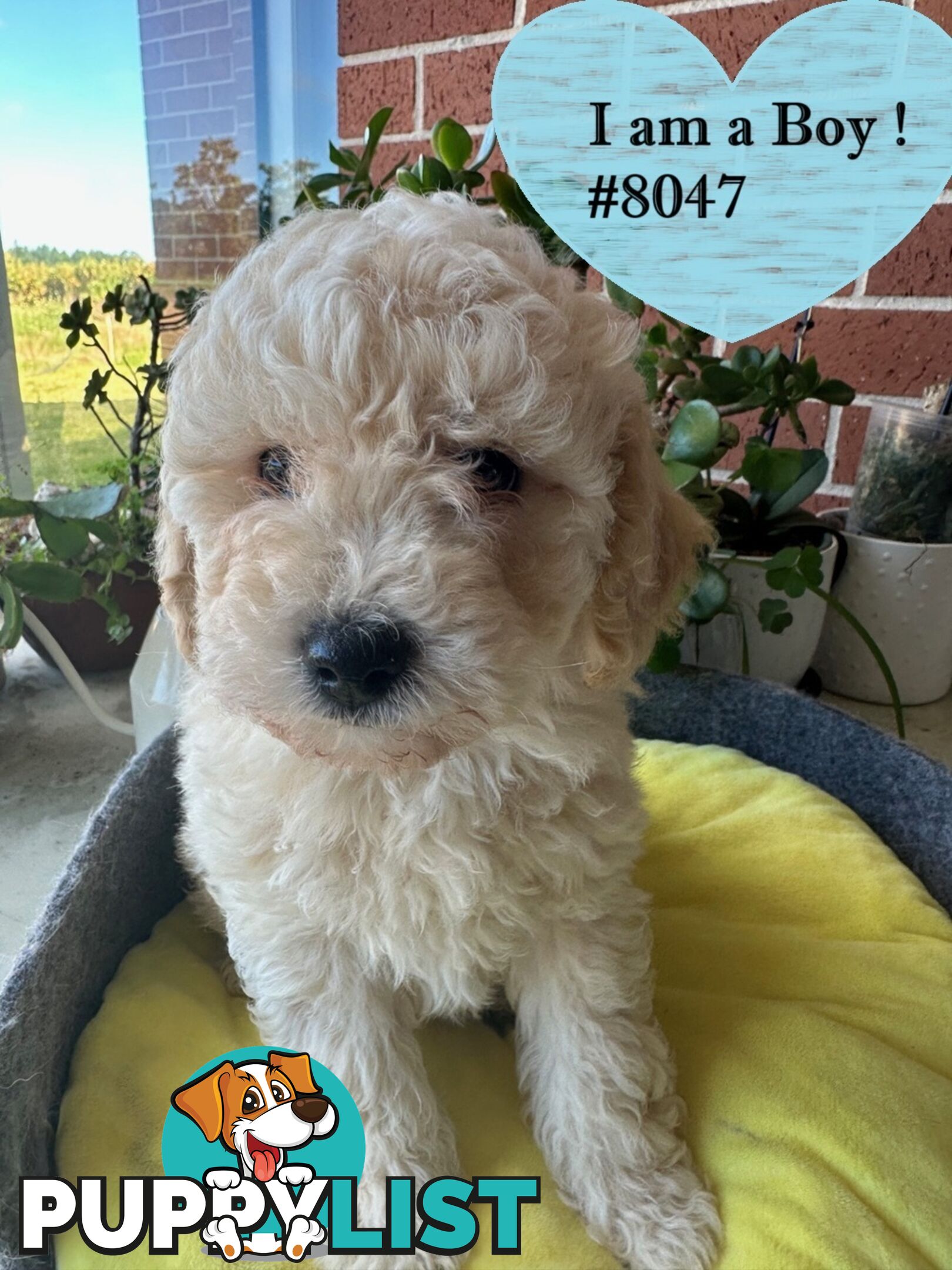 Poodle x Bichoodle (Bichon x Poodle)