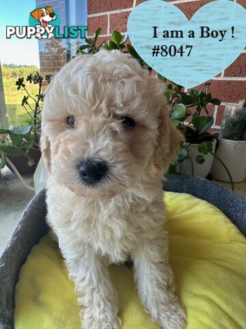 Poodle x Bichoodle (Bichon x Poodle)