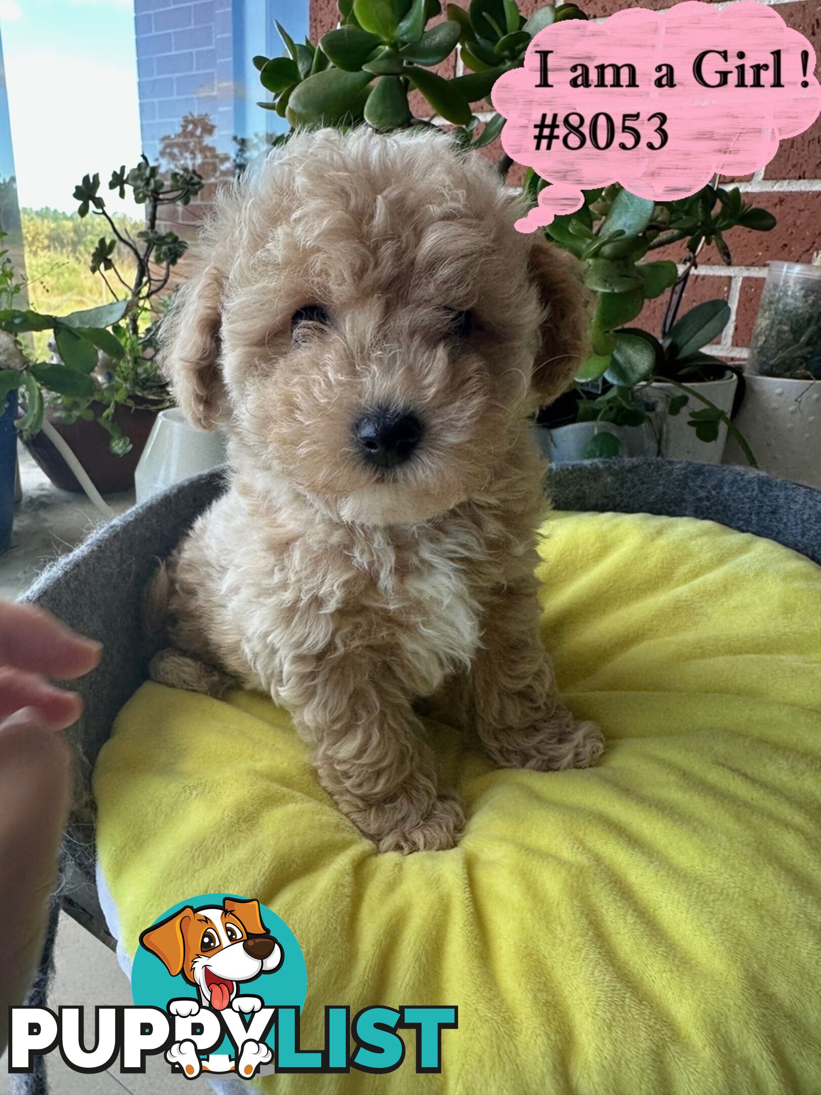 Poodle x Bichoodle (Bichon x Poodle)