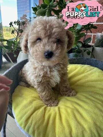 Poodle x Bichoodle (Bichon x Poodle)