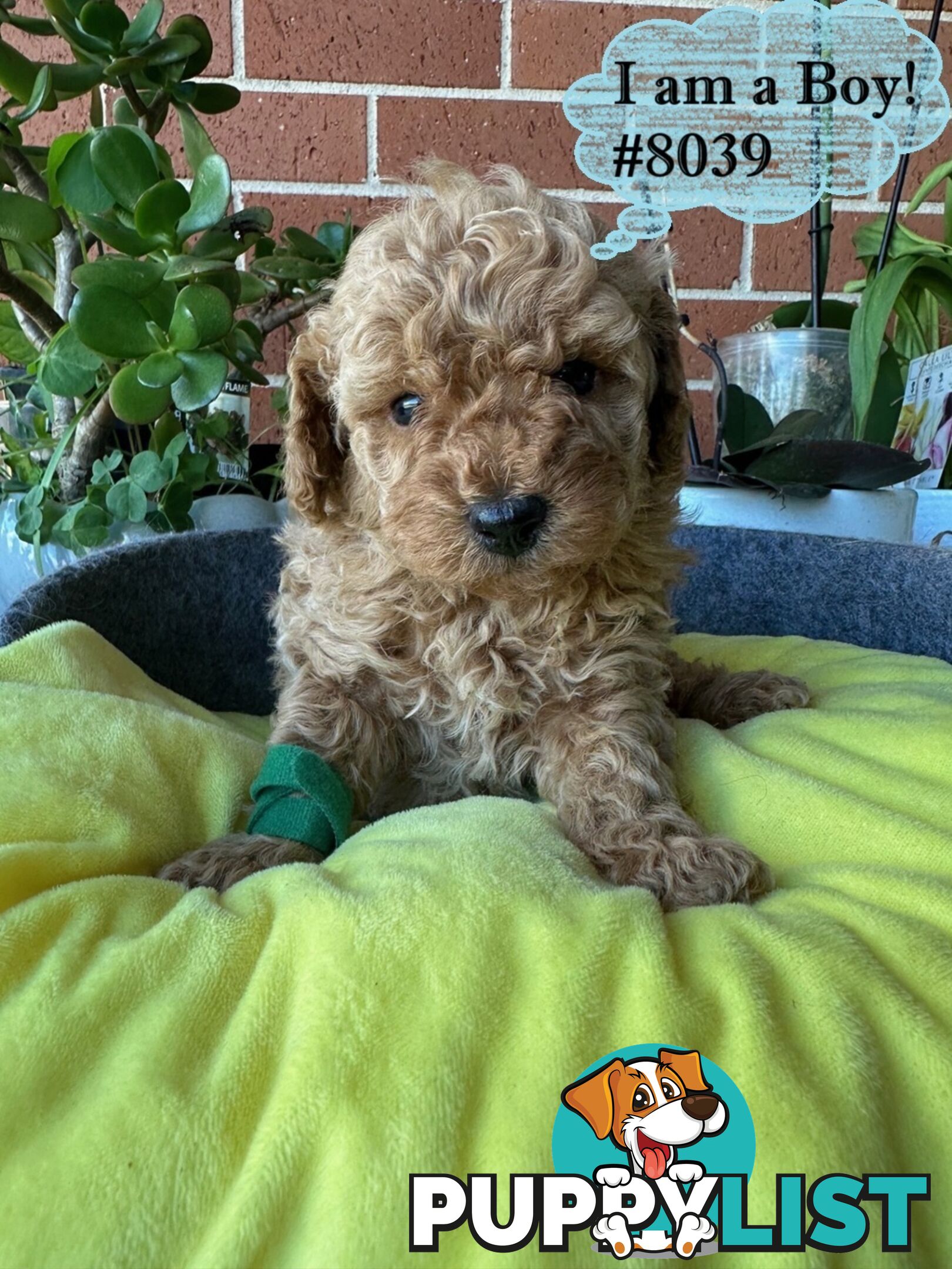 Poodle x Bichoodle (Bichon x Poodle)