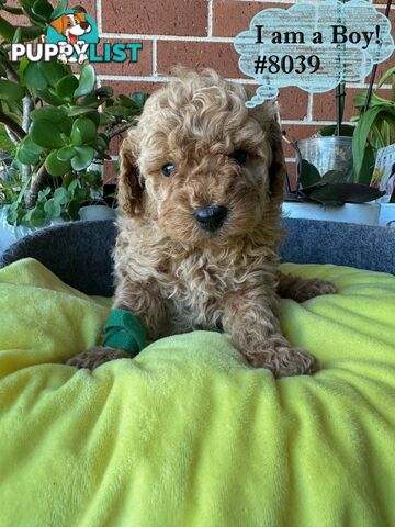 Poodle x Bichoodle (Bichon x Poodle)