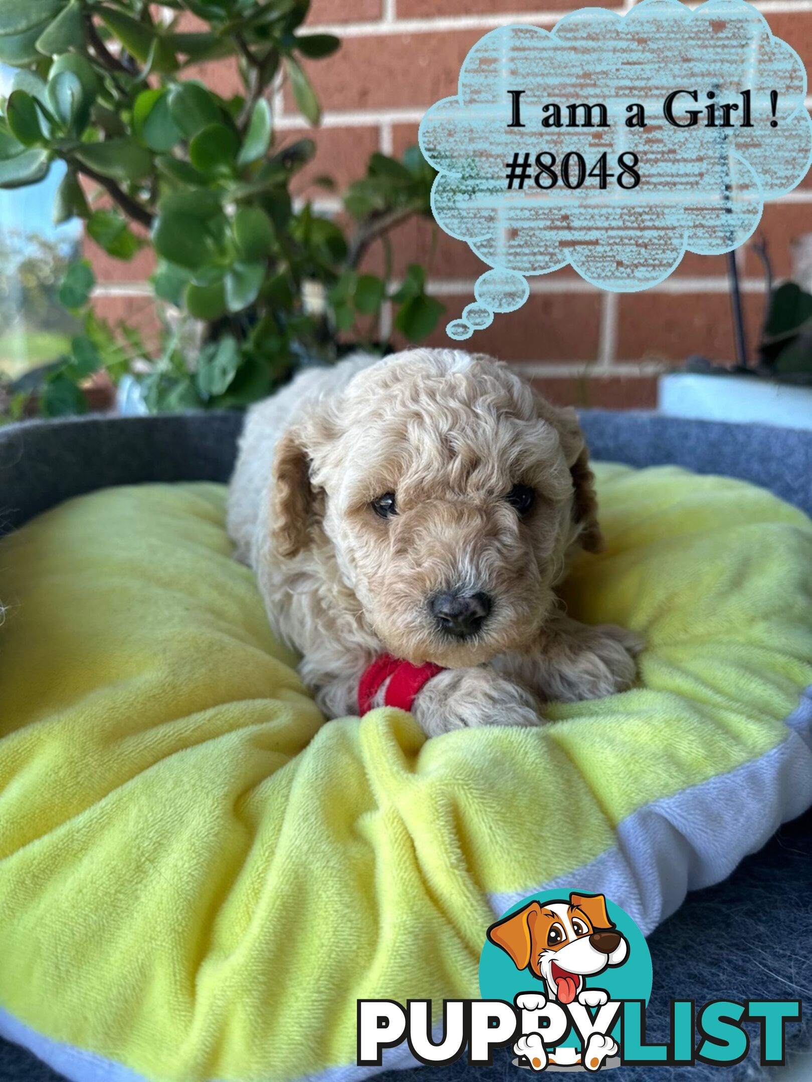 Poodle x Bichoodle (Bichon x Poodle)