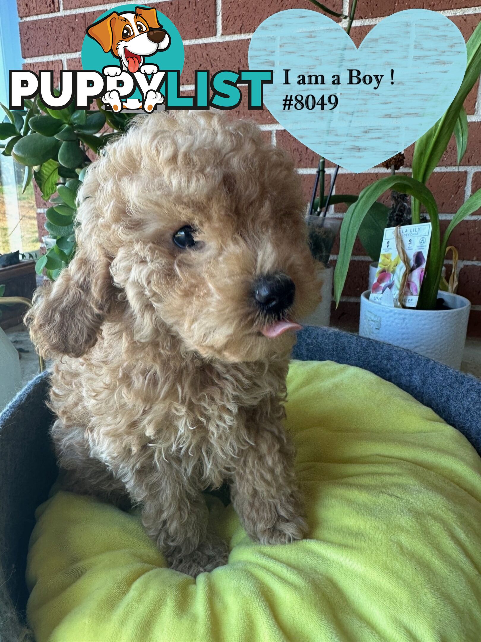 Poodle x Bichoodle (Bichon x Poodle)
