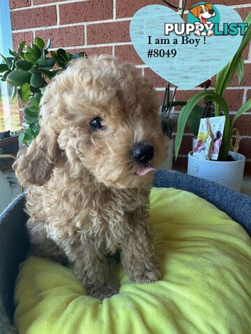 Poodle x Bichoodle (Bichon x Poodle)