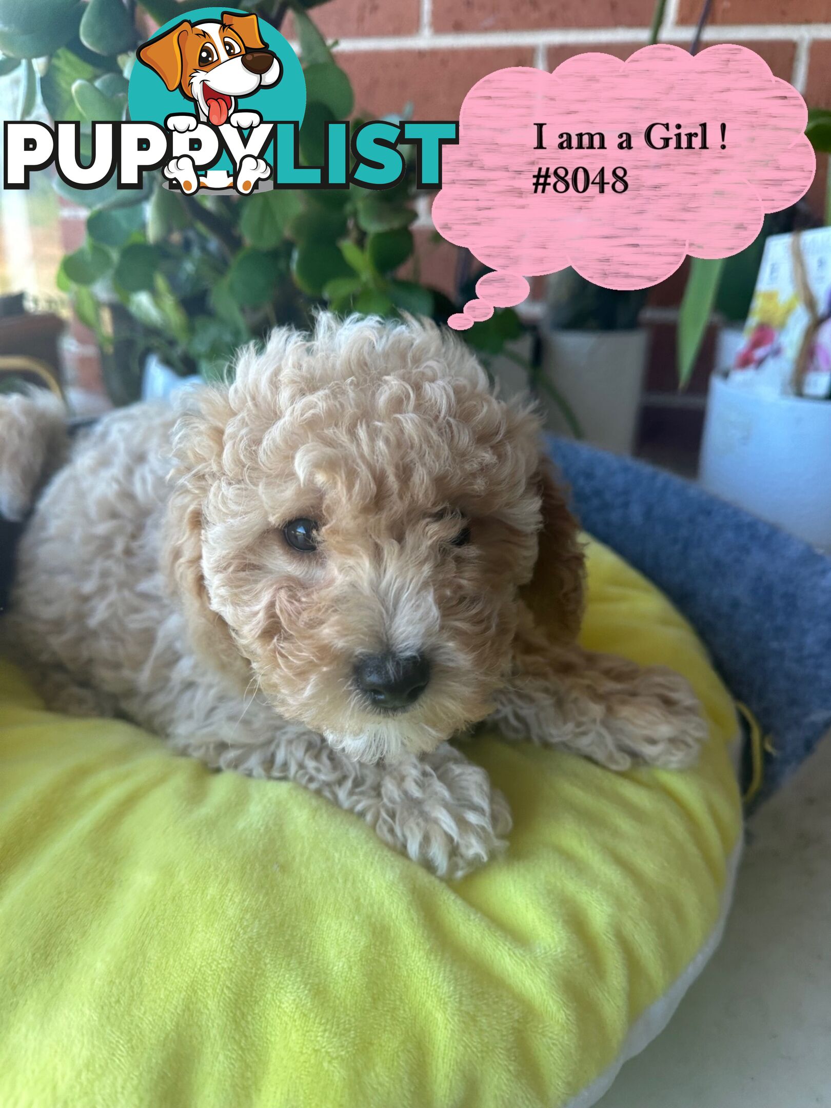 Poodle x Bichoodle (Bichon x Poodle)