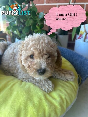 Poodle x Bichoodle (Bichon x Poodle)