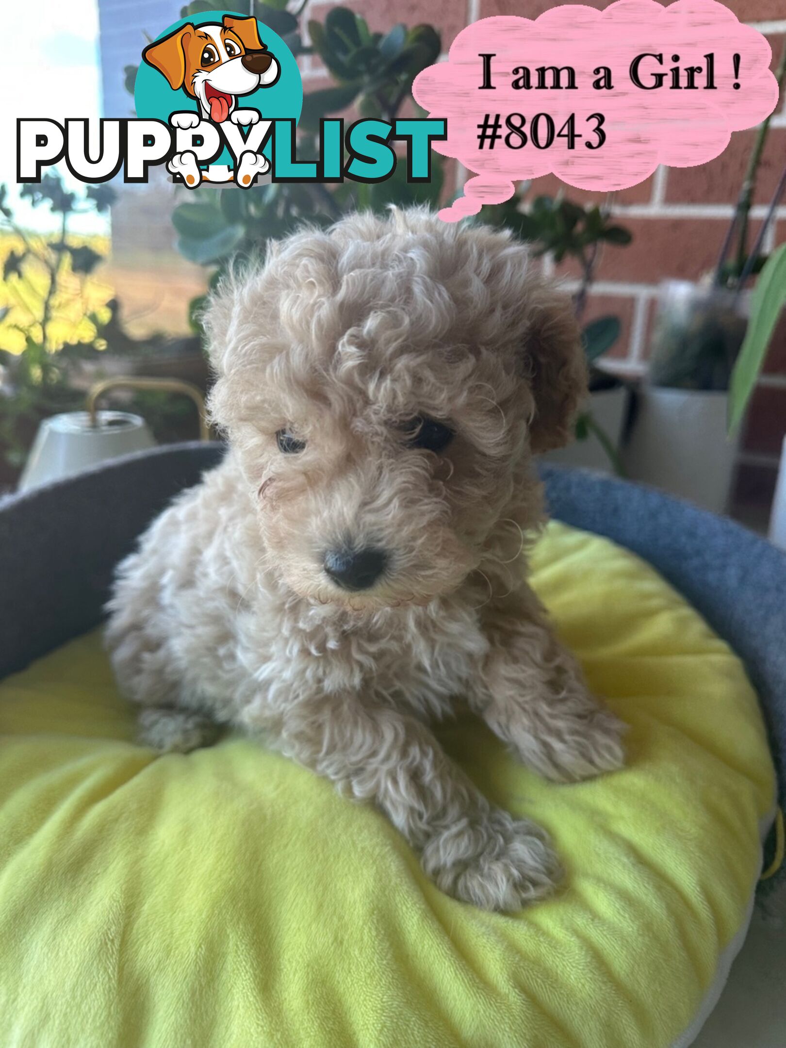 Poodle x Bichoodle (Bichon x Poodle)